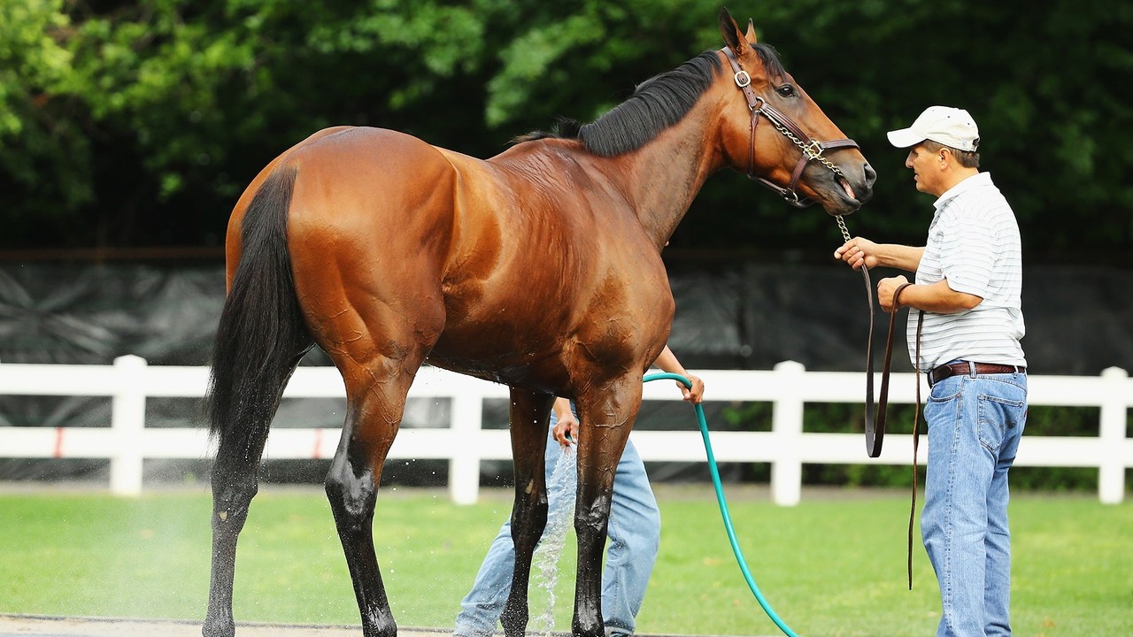 Stallion By Stallion Preview Of The Dubai Breeze Up Sale ... Image 3